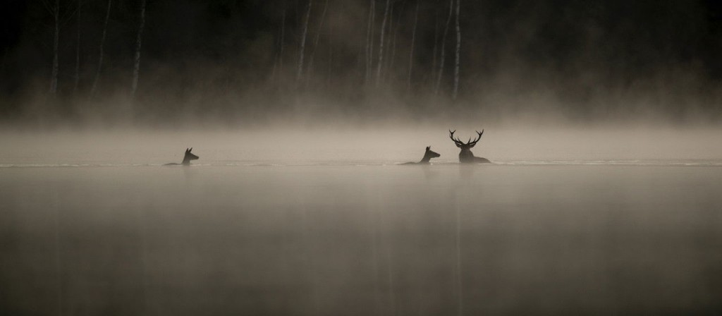 actualité le chant des forets
